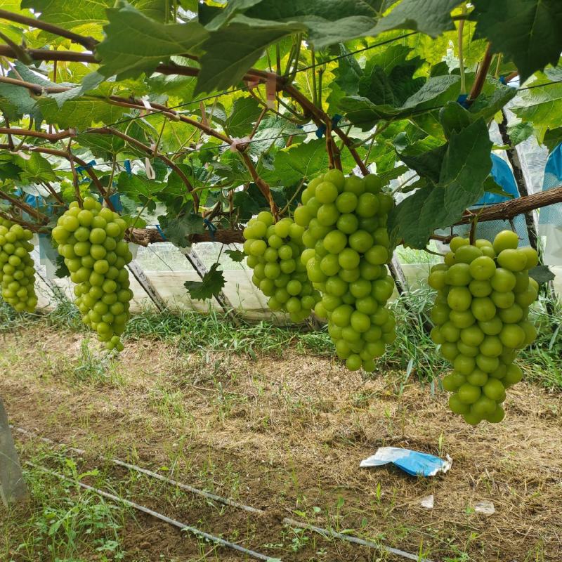 安微产区阳光玫瑰，大量上市，货货源充足质量好口感甜