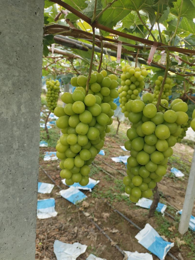 安微产区阳光玫瑰，大量上市，货货源充足质量好口感甜