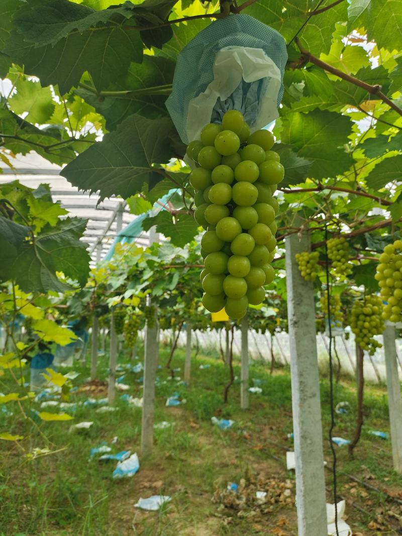 安微产区阳光玫瑰，大量上市，货货源充足质量好口感甜