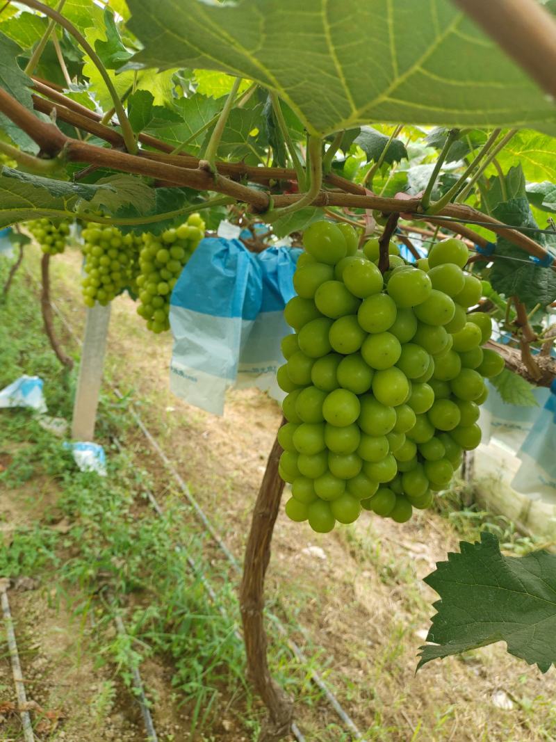 安微产区阳光玫瑰，大量上市，货货源充足质量好口感甜
