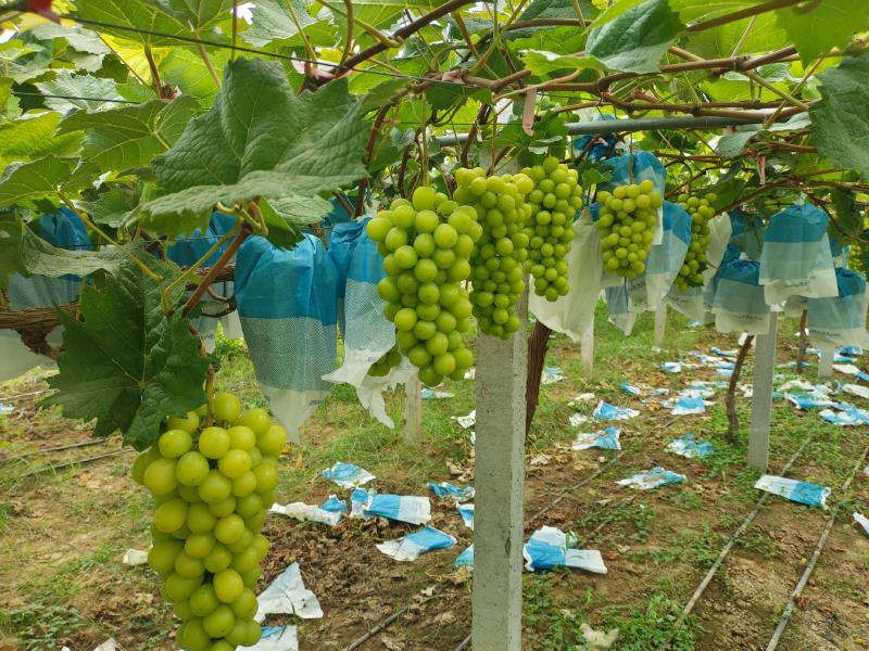 安微产区阳光玫瑰，大量上市，货货源充足质量好口感甜