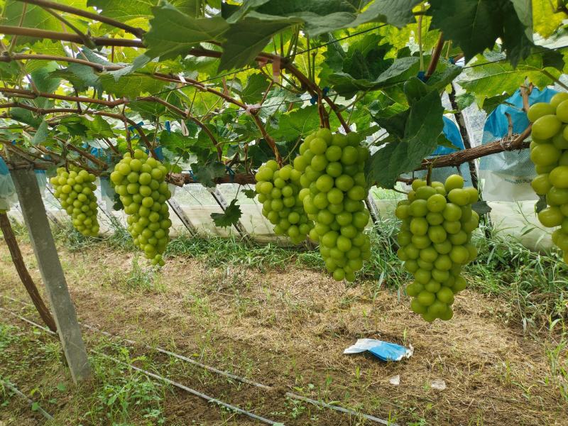 安微产区阳光玫瑰，大量上市，货货源充足质量好口感甜