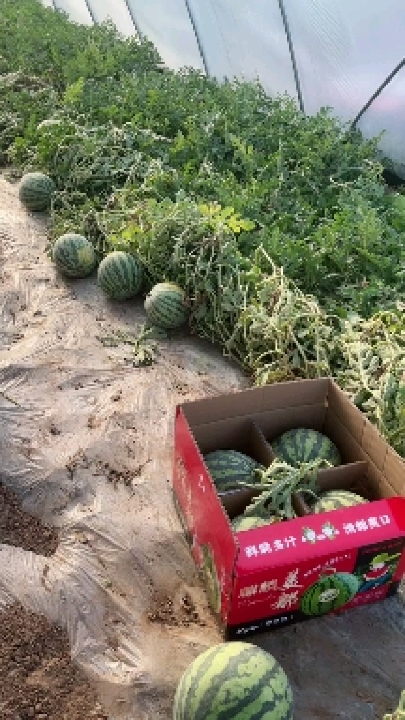 【精品】无籽西瓜/美都西瓜/大量上市/口感好/甜度好