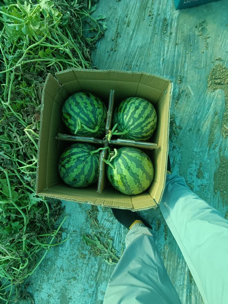 【精品】无籽西瓜/美都西瓜/大量上市/口感好/甜度好