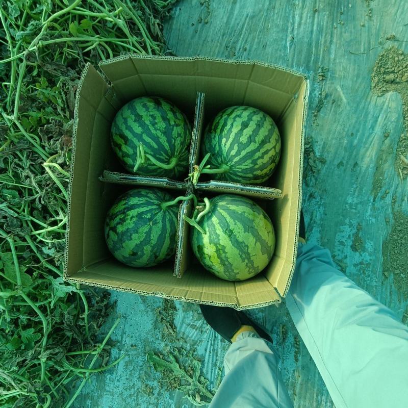 【精品】无籽西瓜/美都西瓜/大量上市/口感好/甜度好