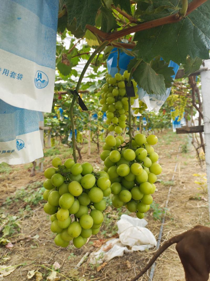 阳光玫瑰，砀山产区，货源充足甜度高，质量好种植面积大