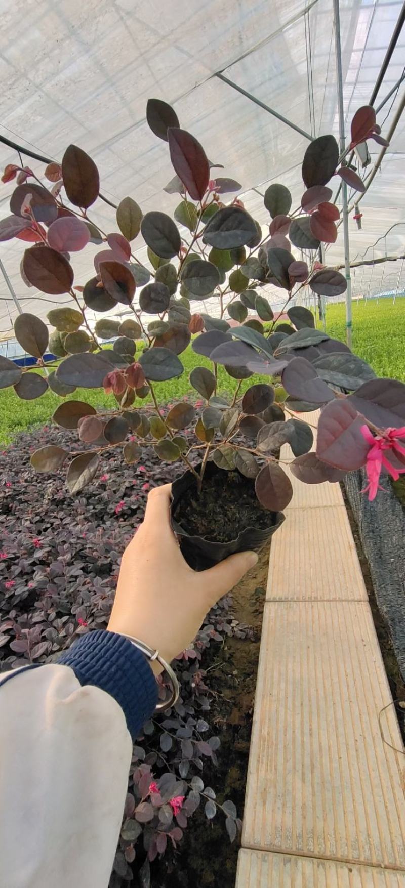 红花继木