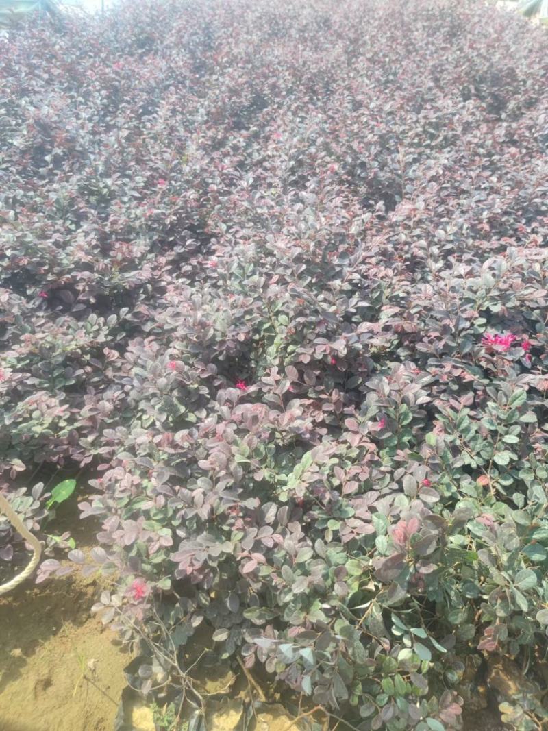 红花继木