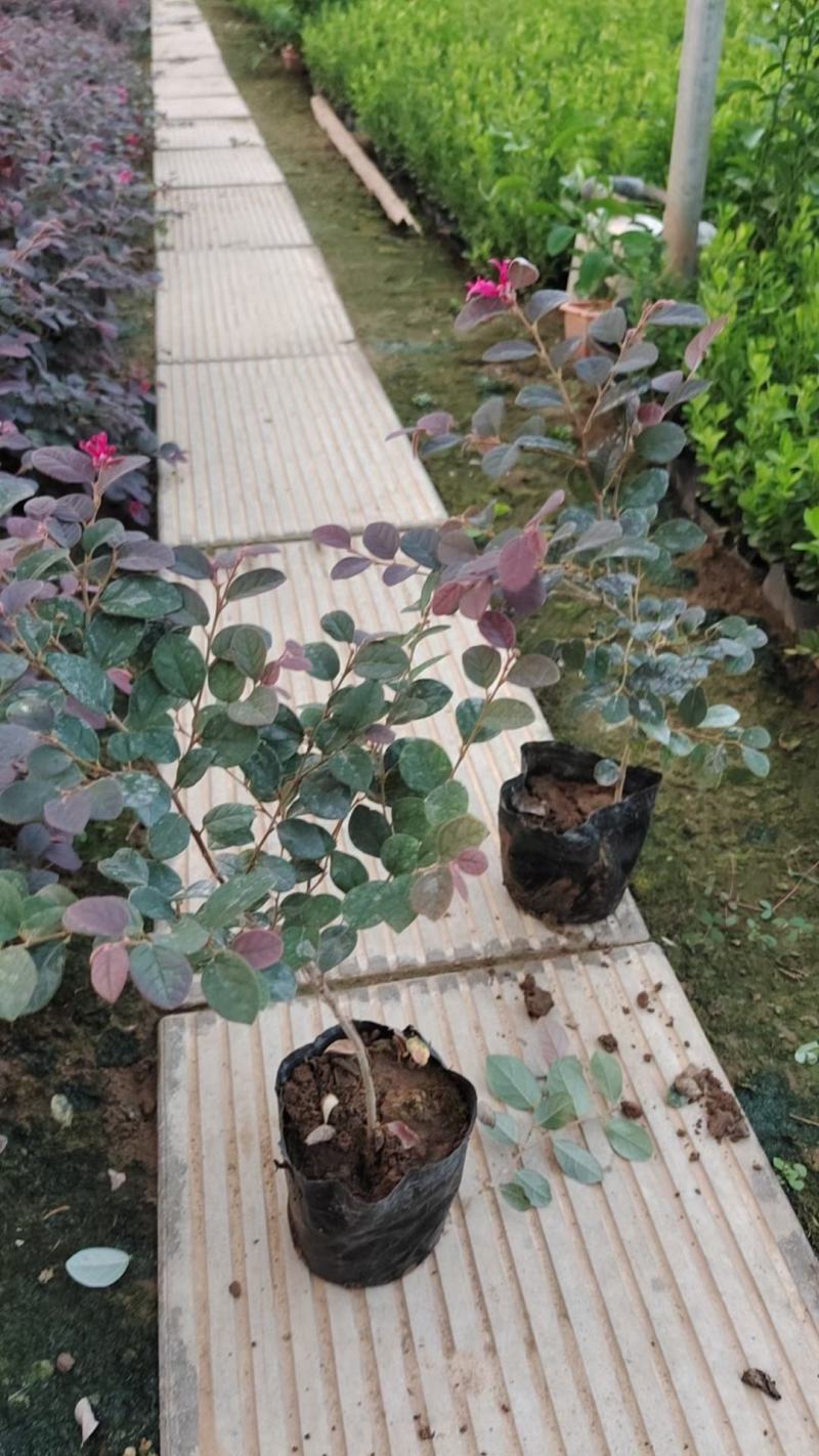 红花继木