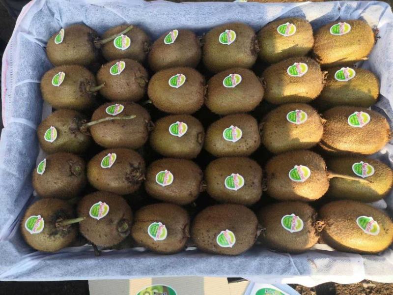猕猴桃河南徐香猕猴桃大量现货万亩产地源头直发可视频看货