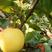 酥梨，也叫贡梨，格种规格都有。欢迎新老客，通过一亩田联系