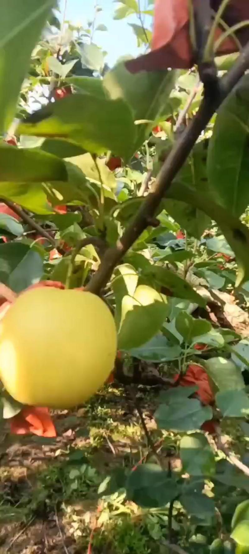 酥梨，也叫贡梨，格种规格都有。欢迎新老客，通过一亩田联系