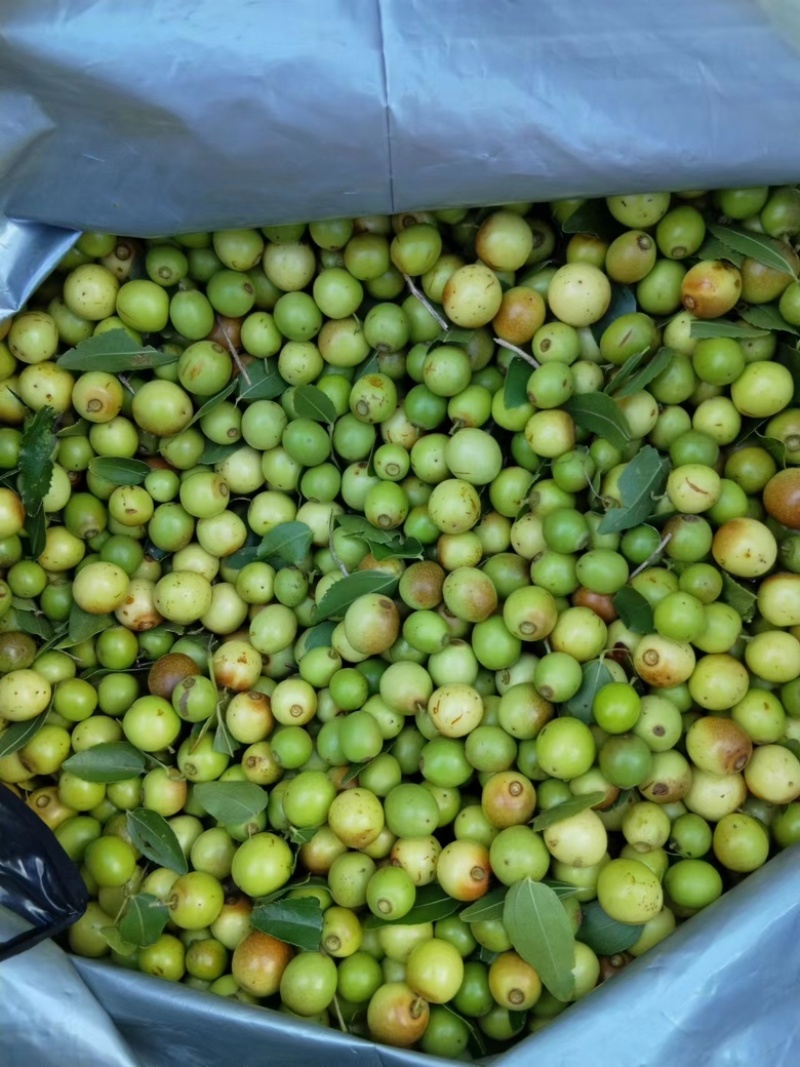野生酸枣，山枣，大量货源