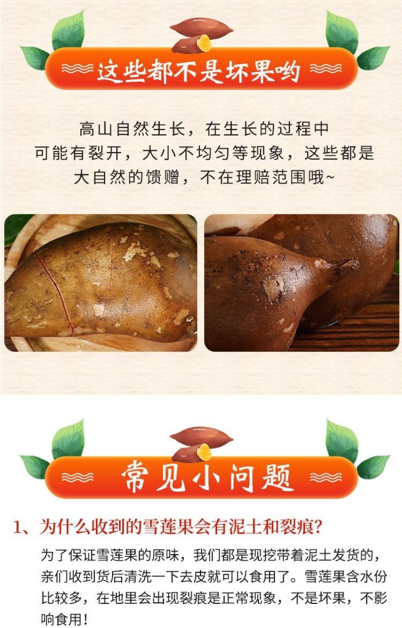 云南高山雪莲果大量供应巿场，各大电商－件代发，社区团购