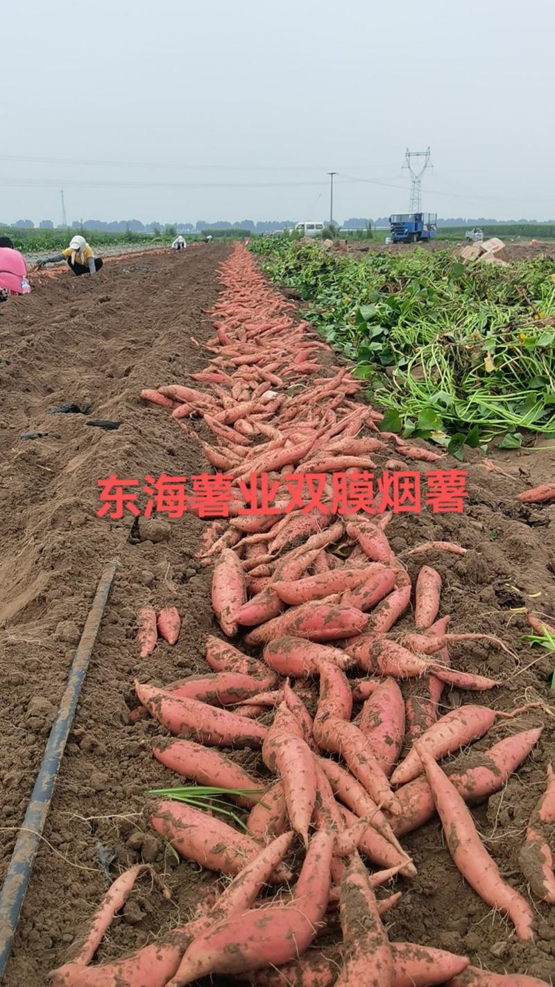 河北烟薯唐山双膜烟薯25，支持各种规格，电商团购，烤薯