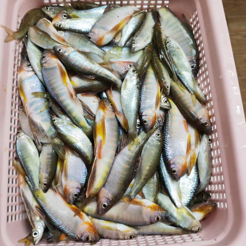 溪流马口已去内脏
