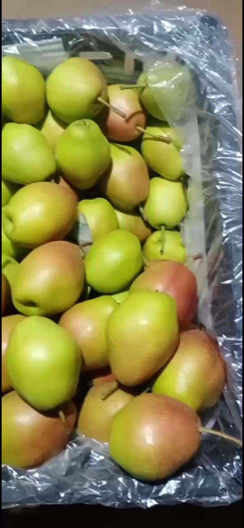 红香酥梨产地直销一手货源
