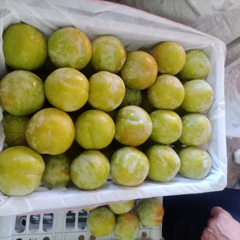 红香酥梨产地直销一手货源