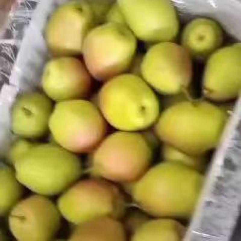 红香酥梨产地直销一手货源