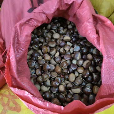 河北板栗油栗一手货源视频看货品质保证以质论价