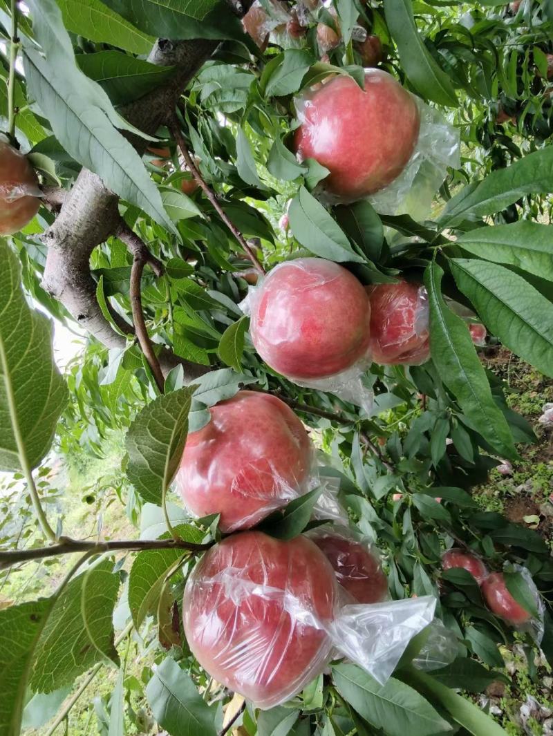 三门峡灵宝市阳平，阿慕白个头大色泽艳。口感脆甜。