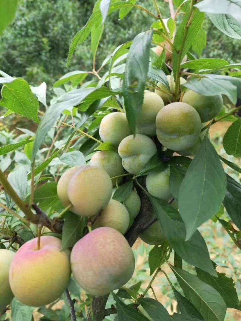 赤水河凤凰李