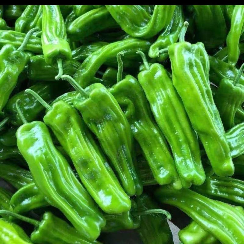 特色精品芜湖椒，个大皮薄，大量供应，量大从优。