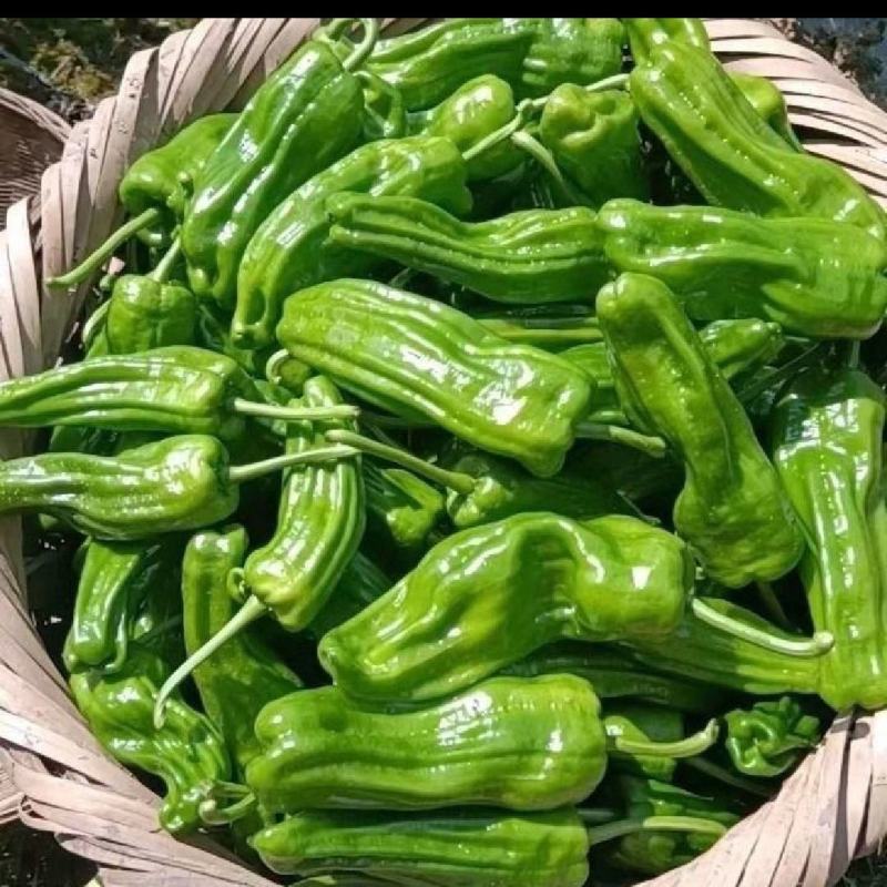特色精品芜湖椒，个大皮薄，大量供应，量大从优。