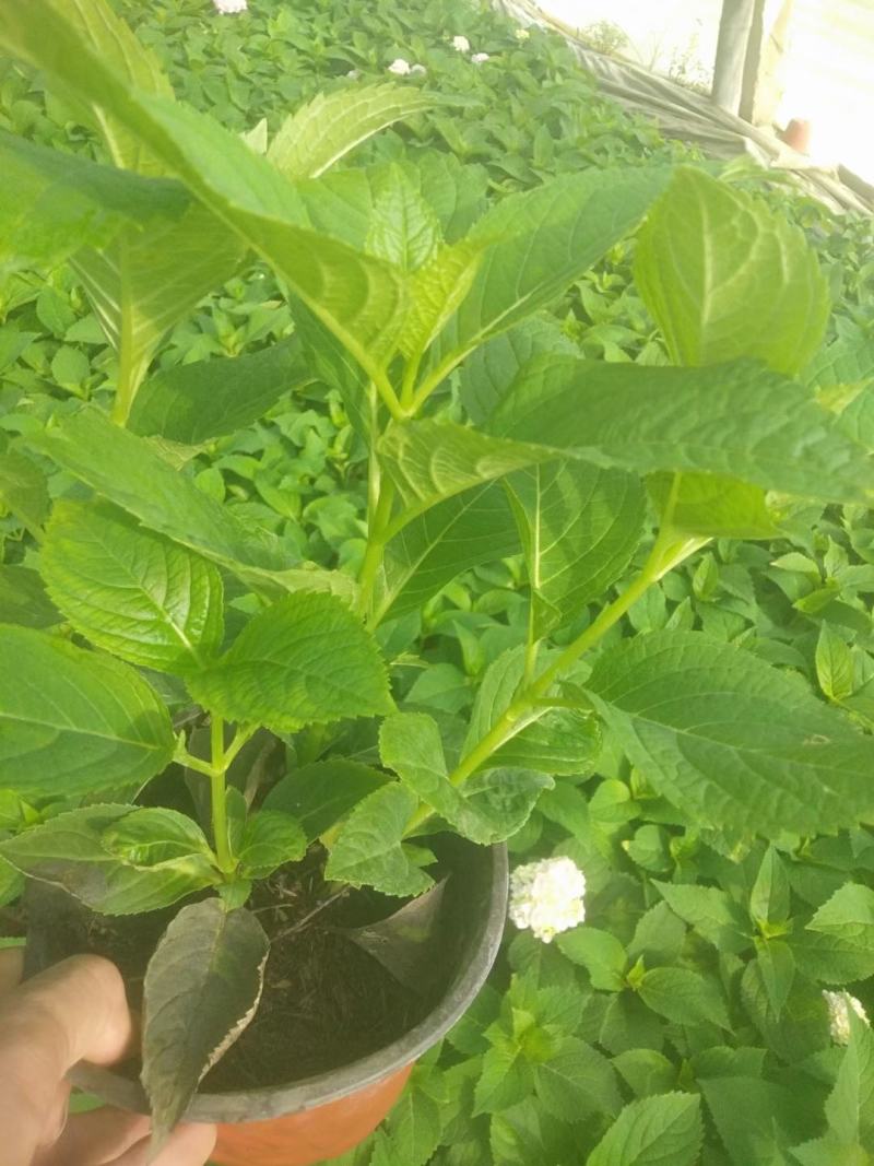 绣球花、八仙花、无尽夏花卉植物，圆椎木锈球