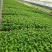 绣球花、八仙花、无尽夏花卉植物，圆椎木锈球