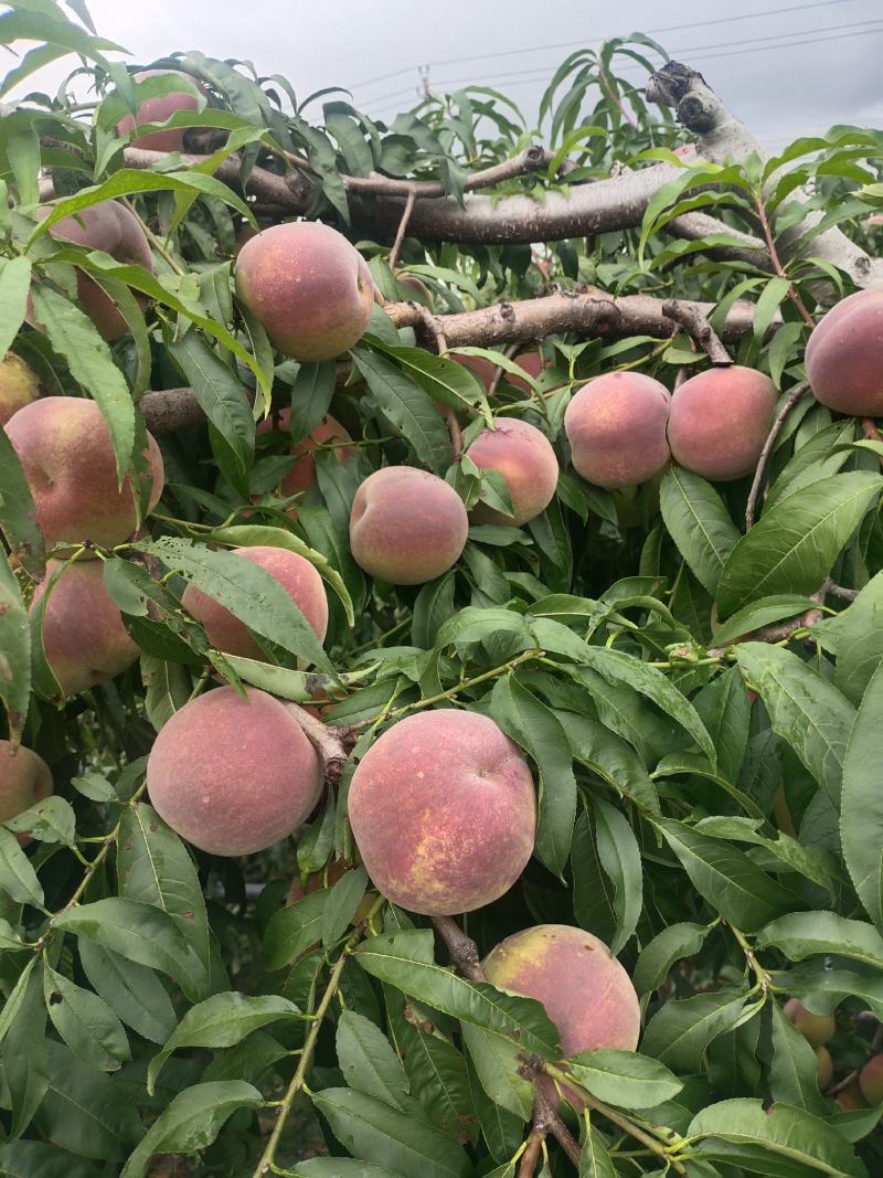 青州蜜桃全红蜜:原产地自己货源全国发货一手价格运费低甜