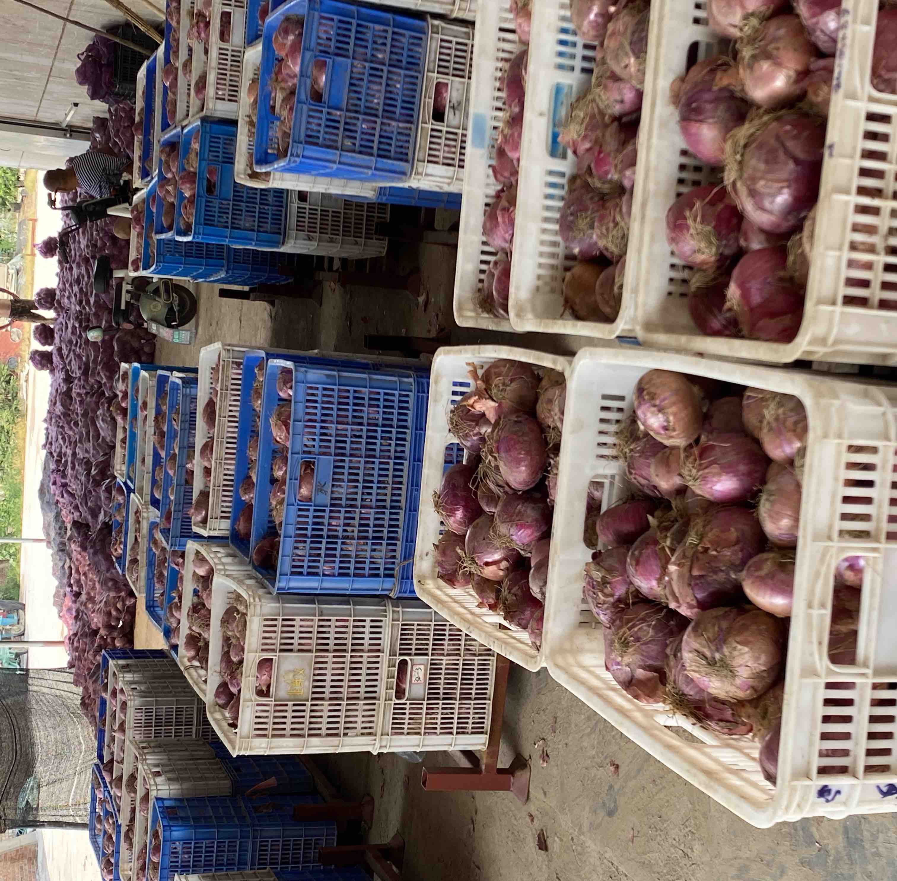 展示红皮洋葱在市场上的多样化应用,包括新鲜洋葱、切片干燥产品、腌制罐头、礼盒装等不同形态的产品 红皮洋葱产品多样化展示图