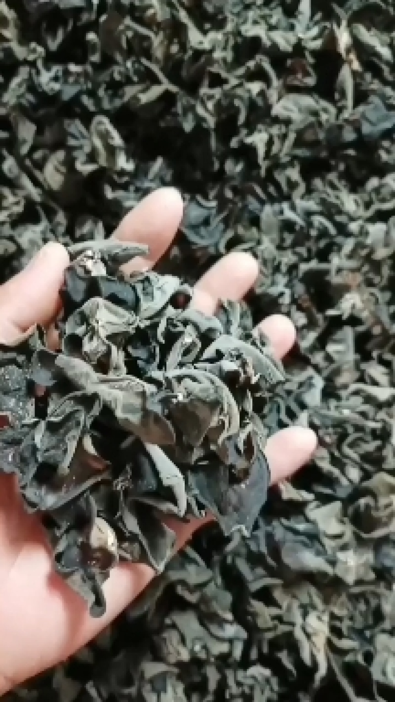 精品房县黑木耳，自己的木耳基地，自产自销，质量包您满意。