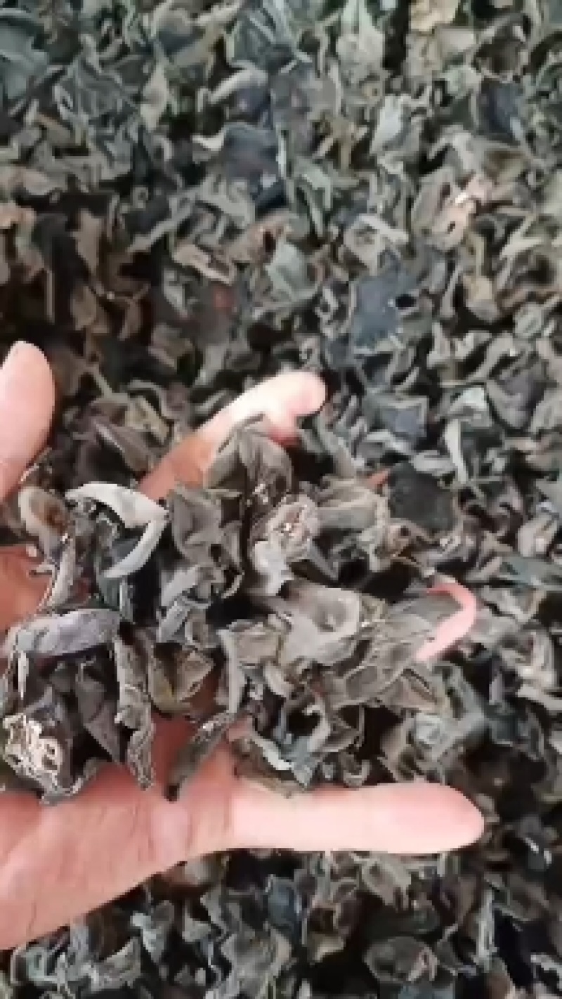 精品房县黑木耳，自己的木耳基地，自产自销，质量包您满意。