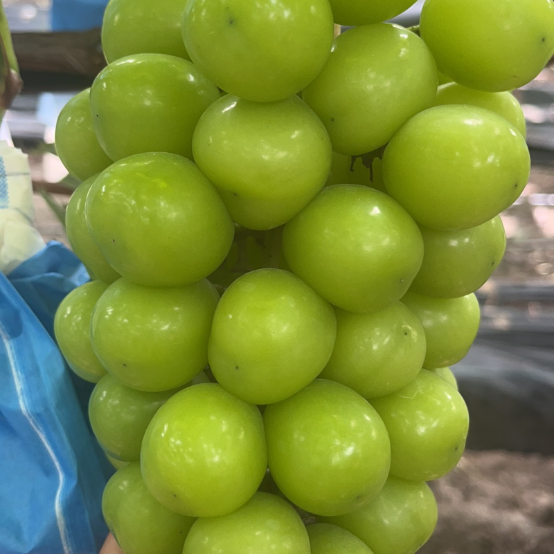 阳光玫瑰