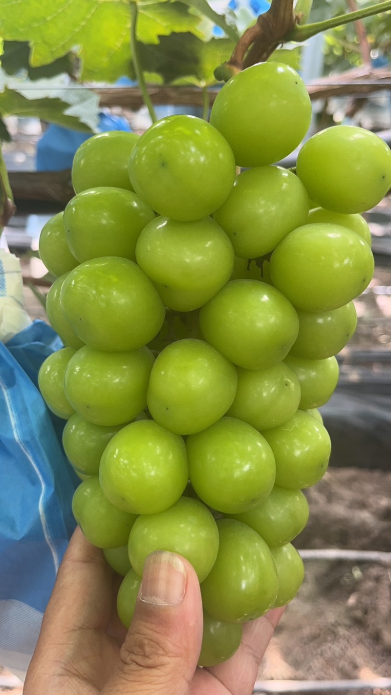 阳光玫瑰