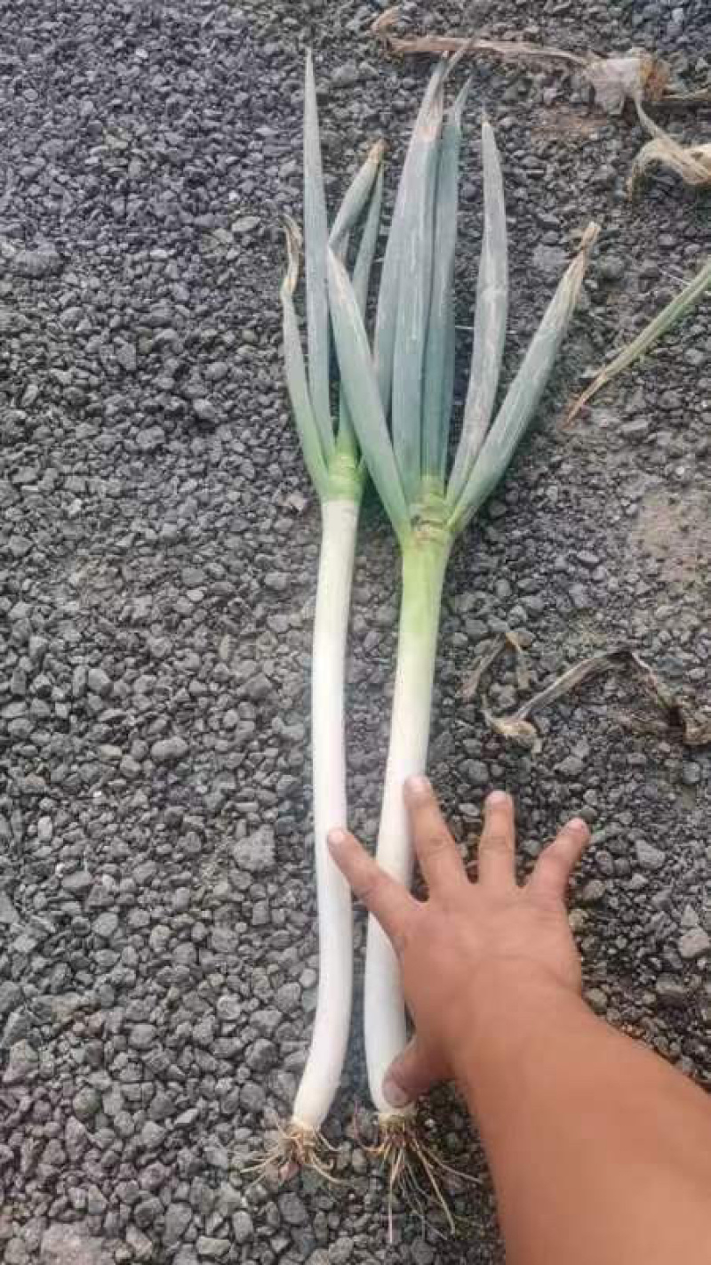 铁杆大葱