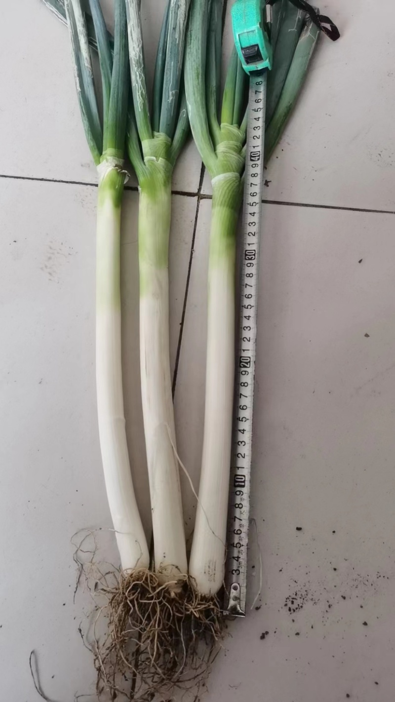 铁杆大葱