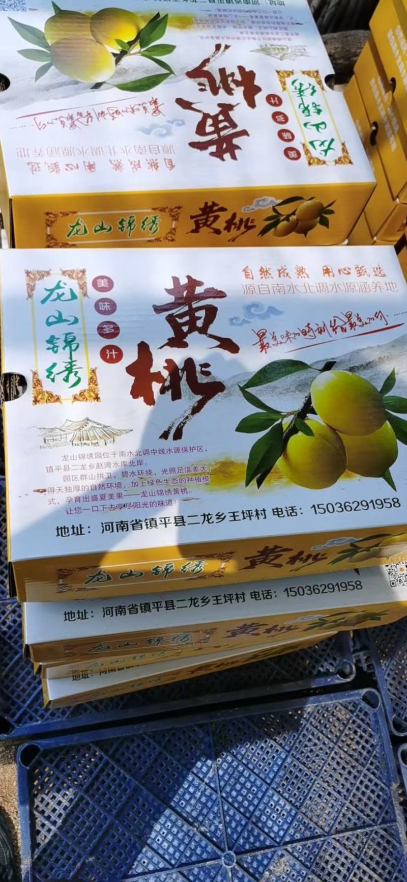 山区沙土地套袋锦绣黄桃大量上市口感香甜多汁量大优惠