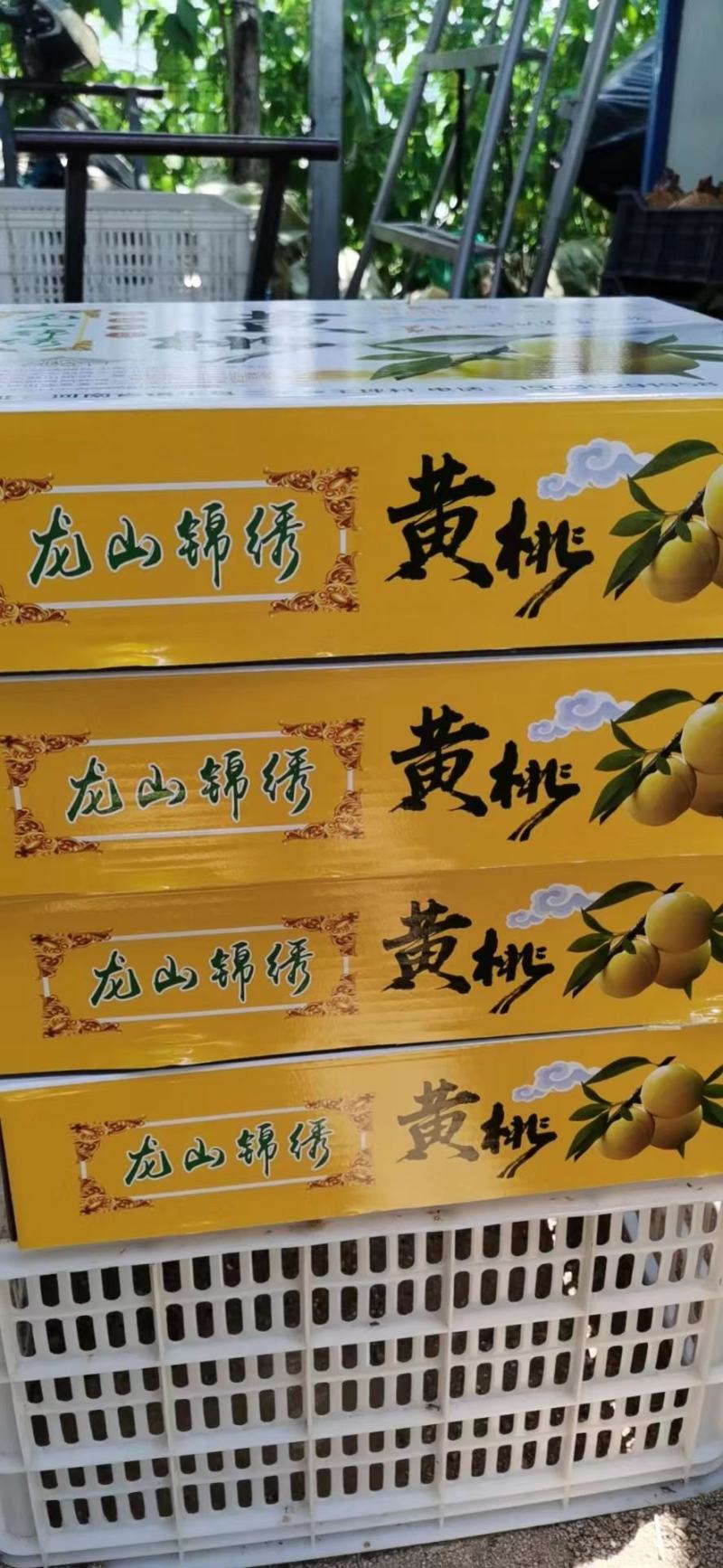 山区沙土地套袋锦绣黄桃大量上市口感香甜多汁量大优惠