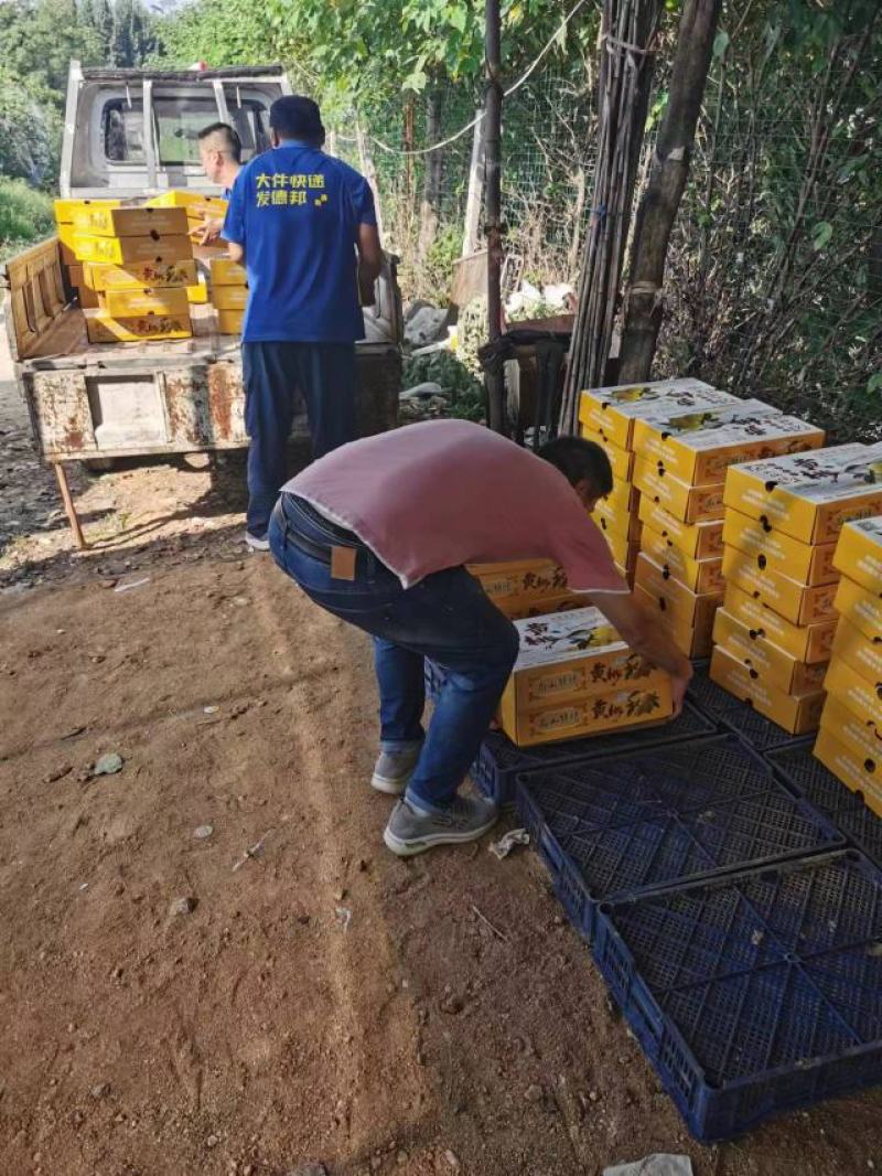 山区沙土地套袋锦绣黄桃大量上市口感香甜多汁量大优惠