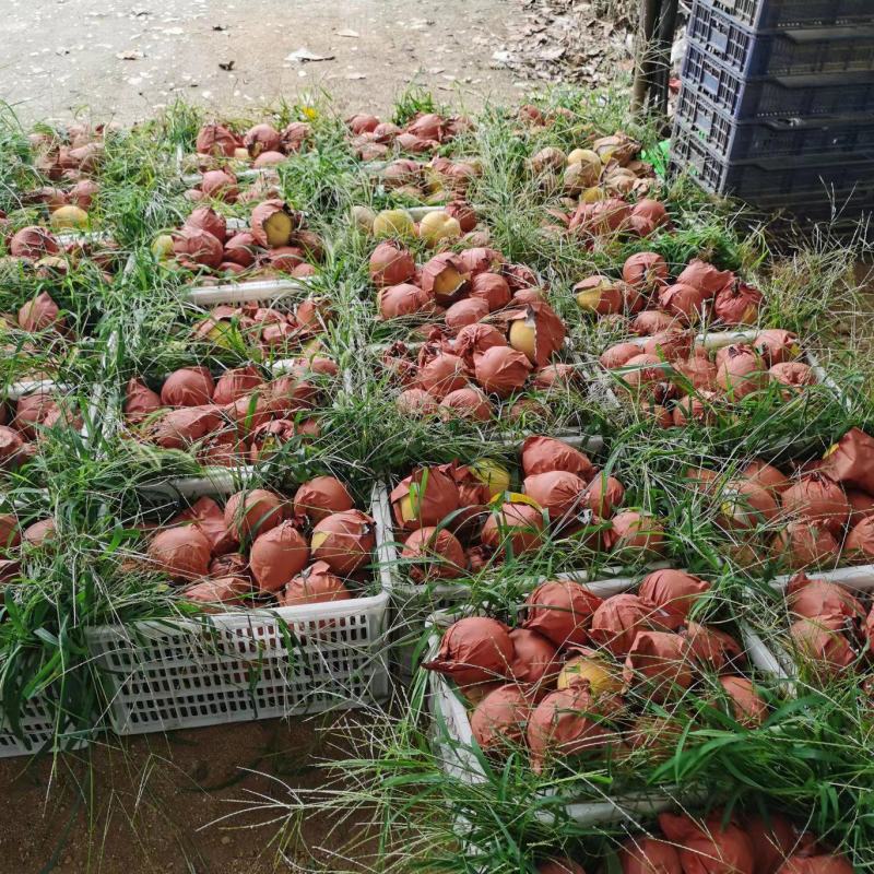 山区沙土地套袋锦绣黄桃大量上市口感香甜多汁量大优惠