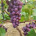 河北精品巨峰葡萄大量上市了，大串大粒全红一级葡萄大量供应