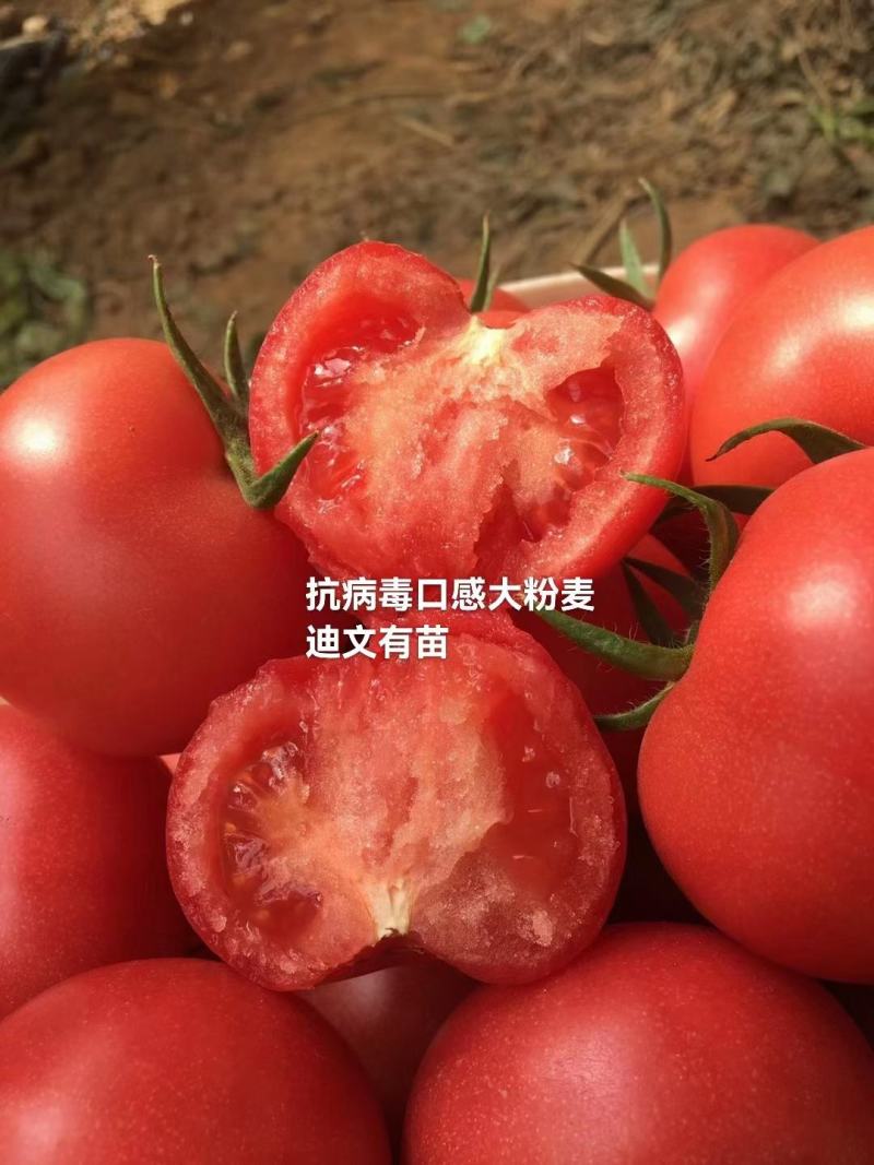 麦迪文口感沙瓤西红柿水果西红柿抗病毒高产好吃