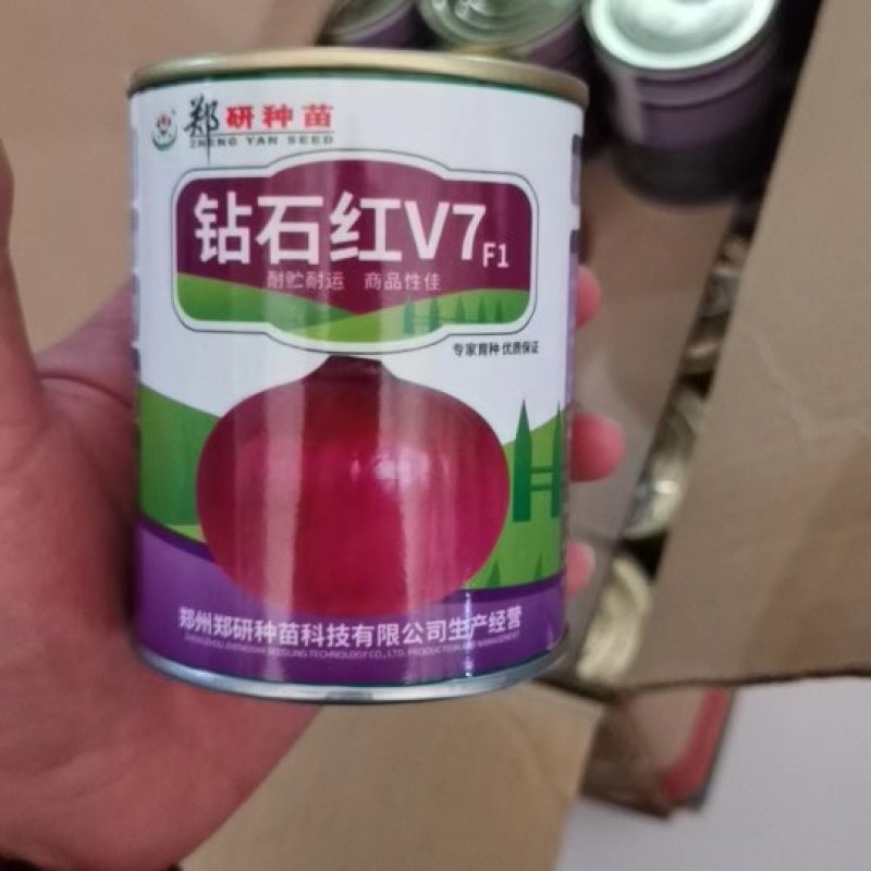 杂交洋葱种子，大个头，紫红皮。
