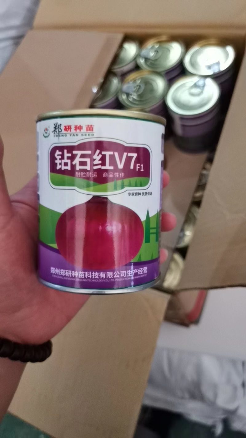 杂交洋葱种子，大个头，紫红皮。