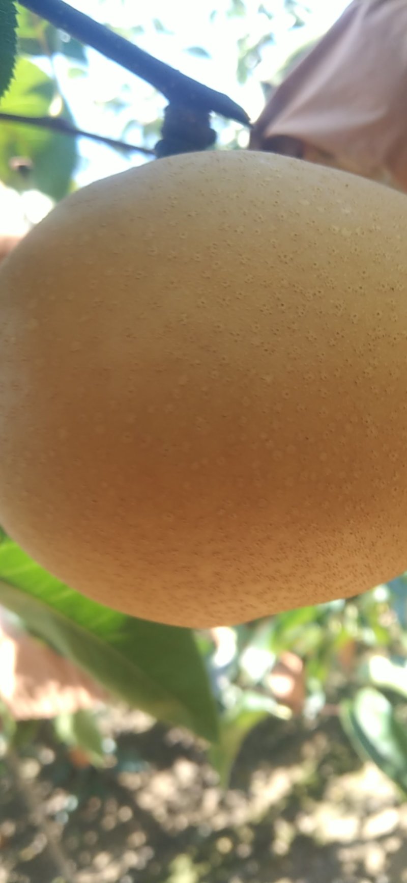 丰水梨