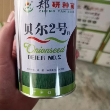 杂交洋葱种子，大个头，紫红皮。