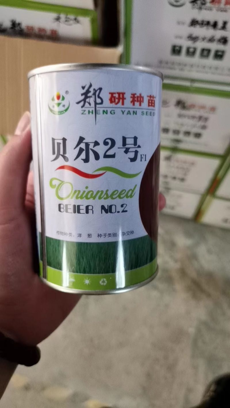 杂交洋葱种子，大个头，紫红皮。