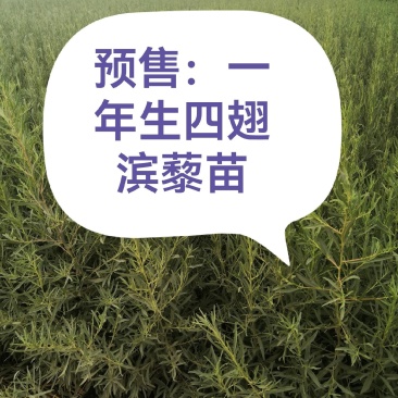 一年生四翅滨藜苗